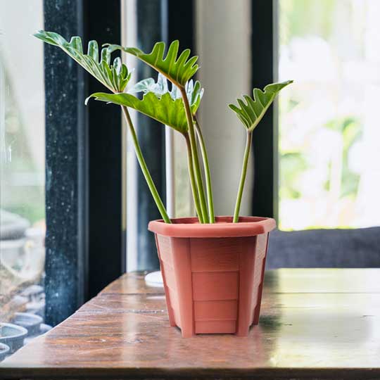 GARDEN POT NUT (GP-2926)