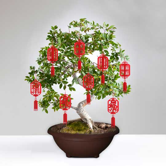 RD FATTY GARDEN POT NO.7 (GP-3207)